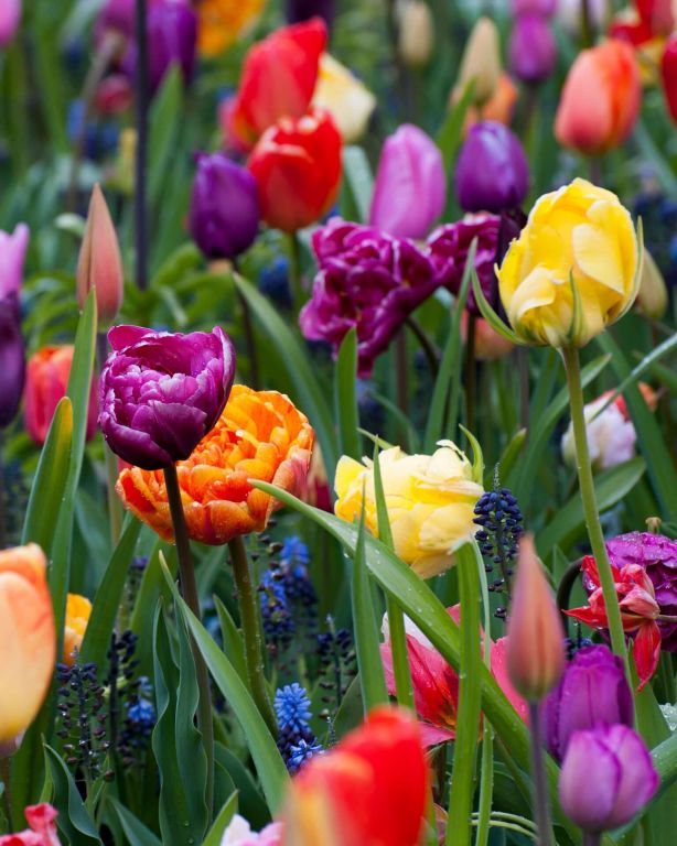 De schoonheid van Narcissen en Tulpen samen